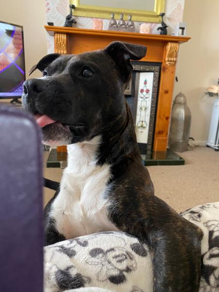 Montana | Single Protein Vet Recommended Sensitive Dog Food Diet 10kg
