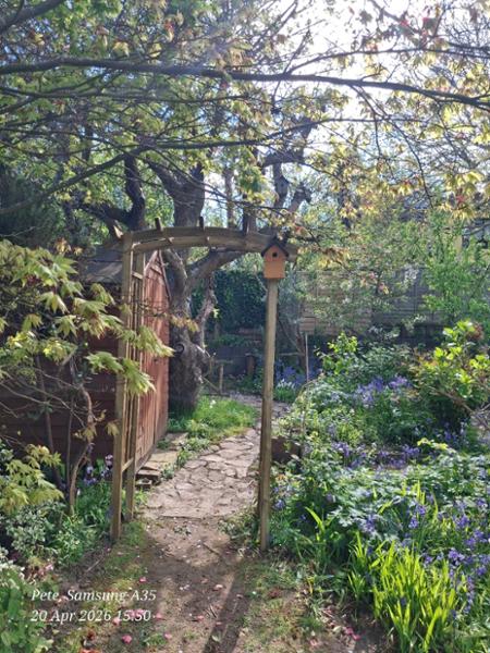 Perfect for my new wooden garden-arch