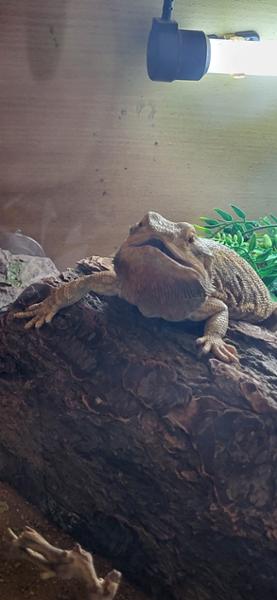 super happy beardie, she loves it