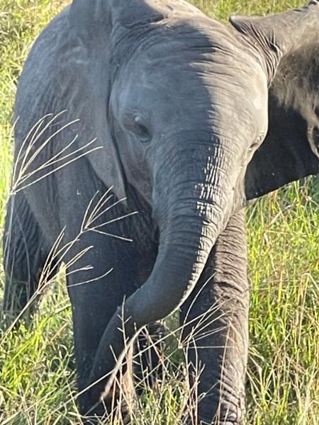 Safe Africa review
