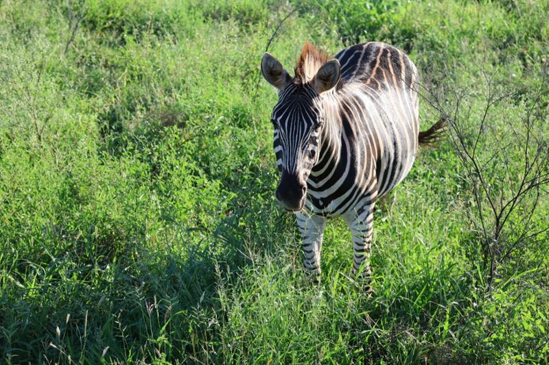 Cape Safari and Falls