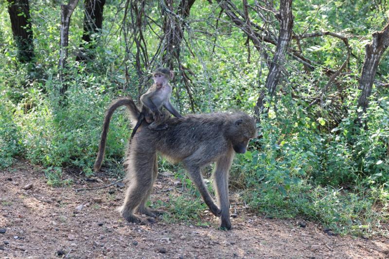 Cape Safari and Falls