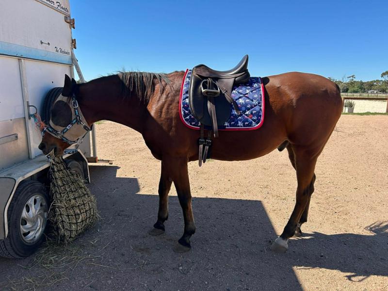 Mickey & Friends Country Club Chukka Dressage Saddle Pad