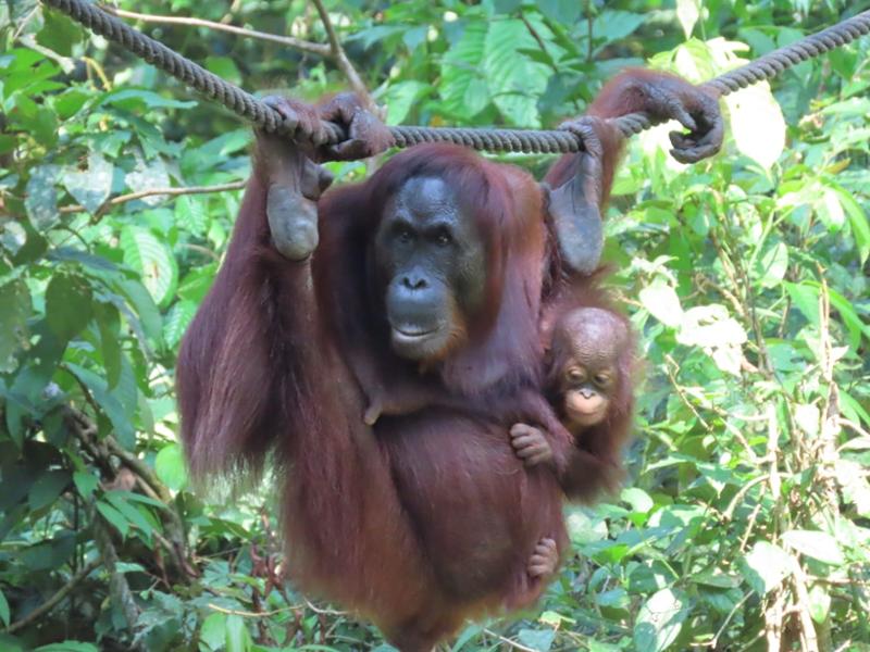 5030-2 for 1 Borneo