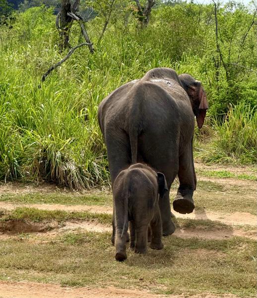 5395-Luxury Sri Lanka & Maldives