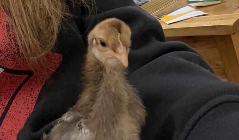 Flock Wellness Pack | Multipack for Chickens