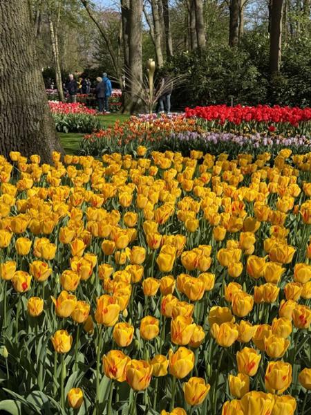 Holland and Belgium Springtime River Cruise on 04/15/2026