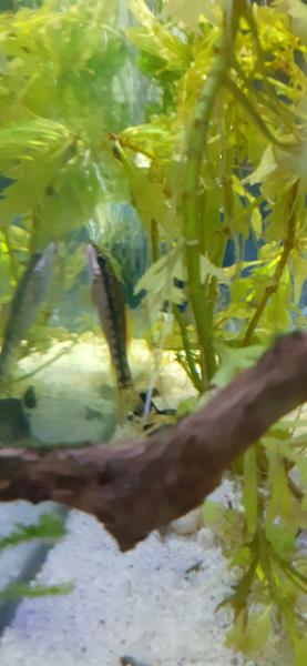 Wrong fish