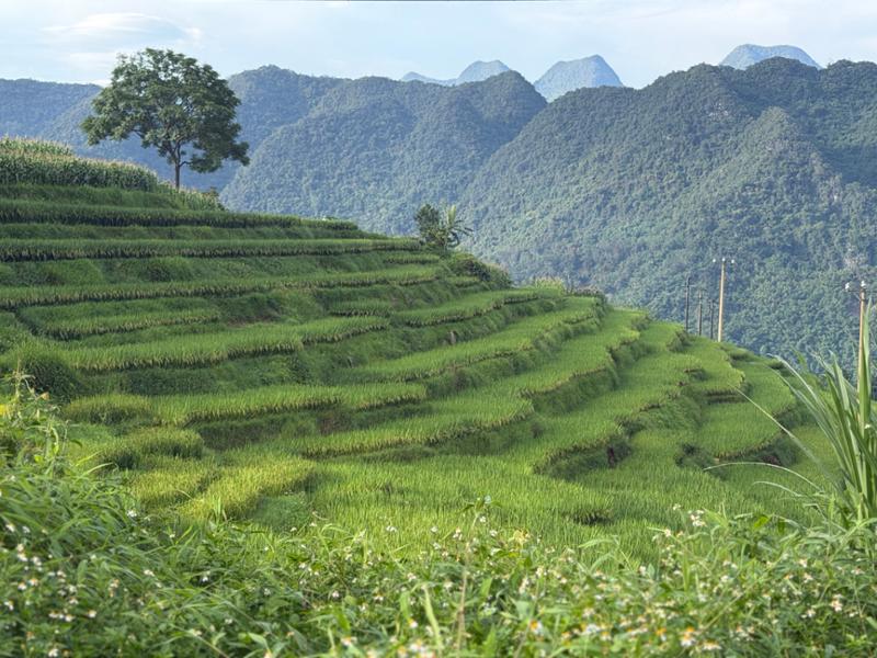 5863-Vietnam for 2