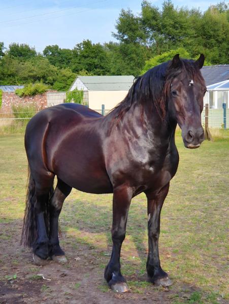 Super Concentrated Senior Balancer - For horses and ponies over 14 years