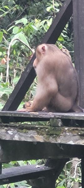 5030-2 for 1 Borneo