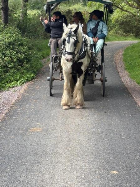 Irish Experience