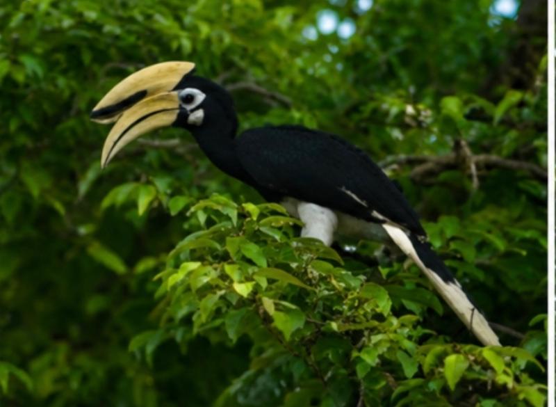 5030-2 for 1 Borneo