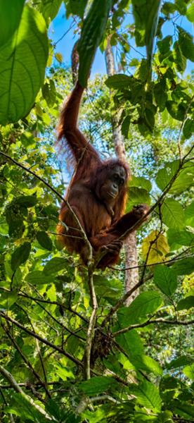 5030-2 for 1 Borneo