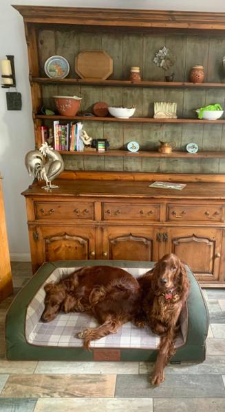 Heritage Dog Sofa Bed - Emerald - Large - Replacement Cover - George Barclay