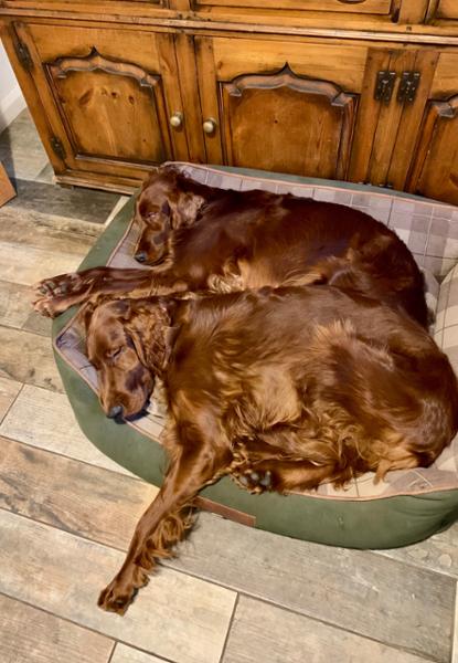 Heritage Dog Sofa Bed - Emerald - Large - Replacement Cover - George Barclay