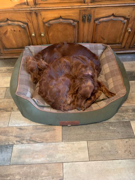 Heritage Dog Sofa Bed - Emerald - Large - Replacement Cover - George Barclay