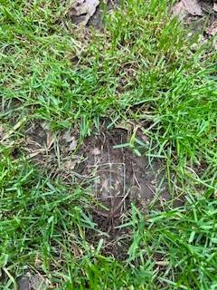 Very bad turf quality