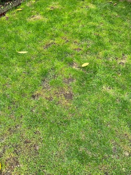 Very bad turf quality