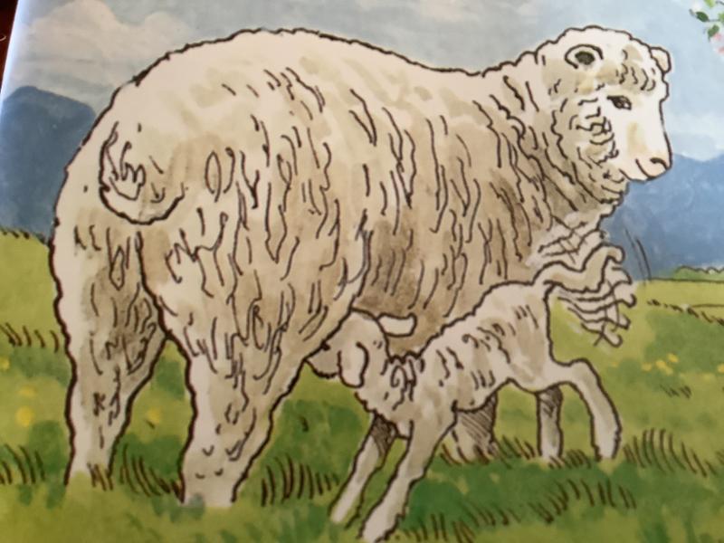 PM Red: Baby Lamb's First Drink (PM Storybooks) Level 4