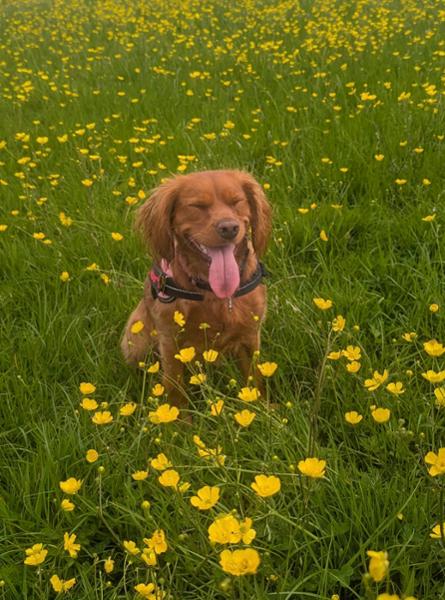 Sample Raw Food Packs for Dogs