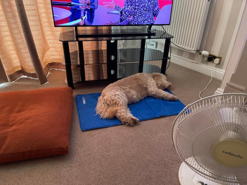 ClimaCOOL Self Cooling Dog Mat (Medium – Large) - George Barclay
