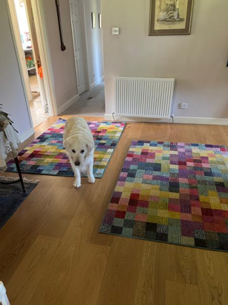 Harmony Rug Culture Vulture