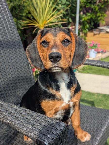 Puppy food