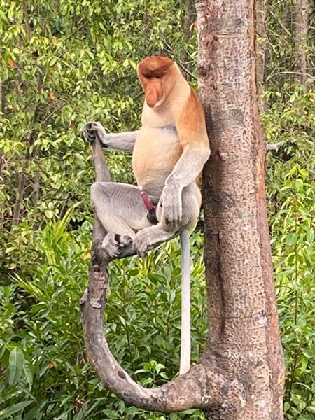 5862-Best of Borneo