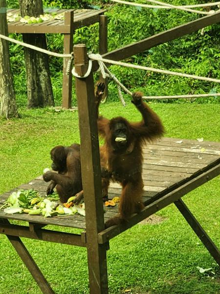 5862-Best of Borneo