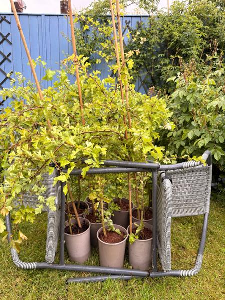 Hawthorn trees