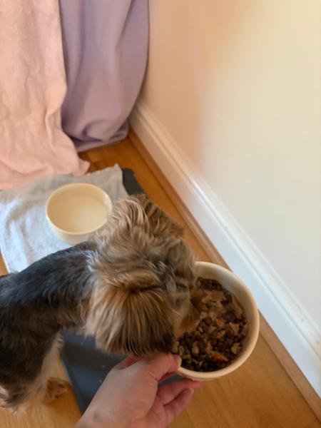Wet Dog Food For Sensitive Stomachs | 150g | Grain-Free Dog Food For Allergies | Pooch & Mutt | Sensitive Dog Food For Digestion