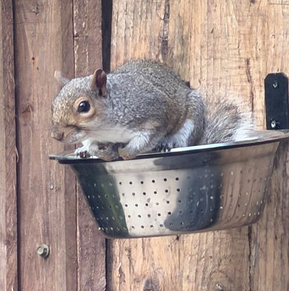 Great food for my wildlife