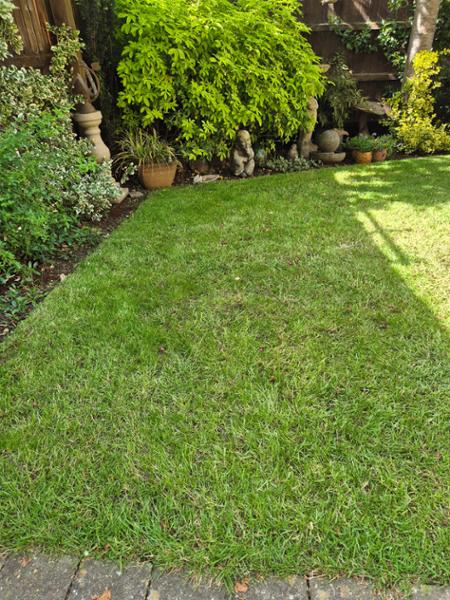 IMPRESS: Clay Master Lawn Seed-20kg
