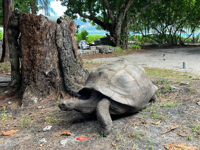 Seychelles Cruise: Islands, Beaches & Reefs
