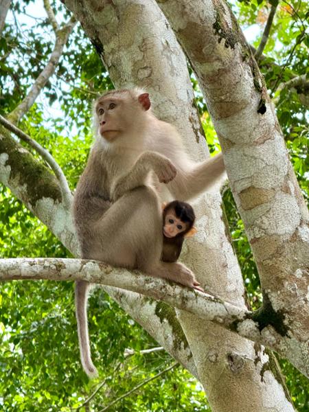 5203-Borneo Discovery