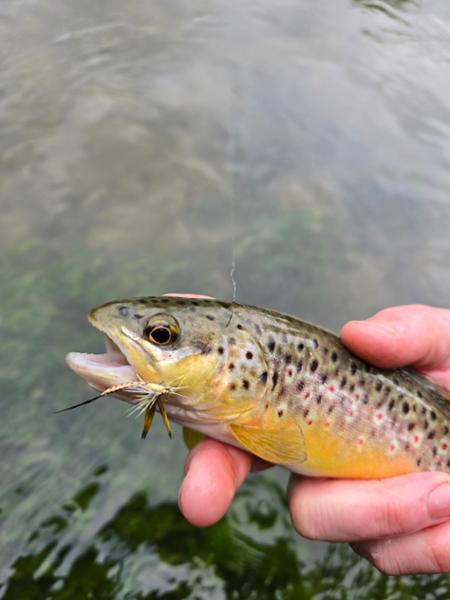 Fulling Mill Must Have Mayflies Fly Set