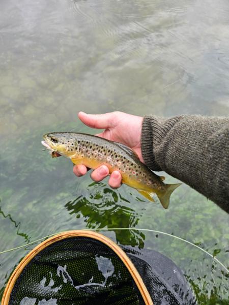 RIO Elite Gold XP Floating Fly Line