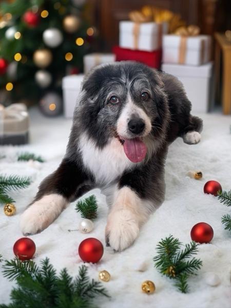 Propalin Syrup for Dogs