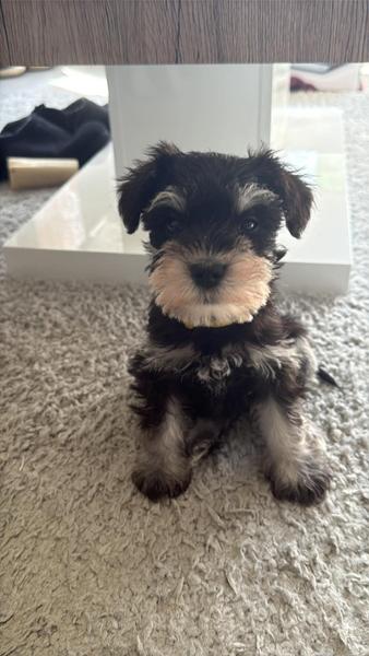 Puppy Chicken