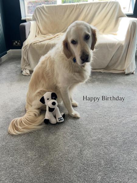 Patch Cuddly Dog Soft Toy | Dog Toy With Squeaker | Planet-Friendly | Pooch & Mutt | Made From Recycled Bottles