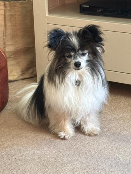 Piccolo Light / Senior for Dogs