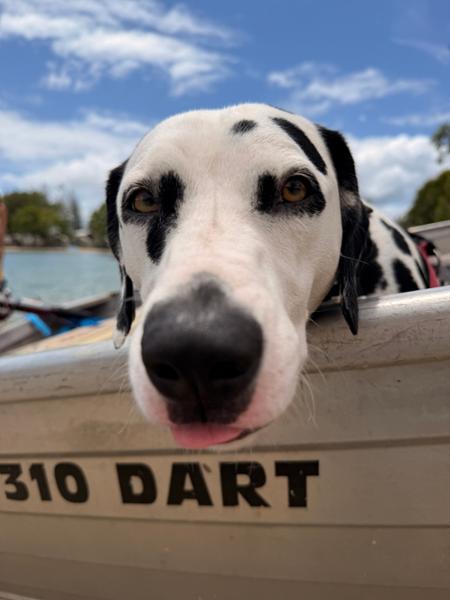 Dalmatian love