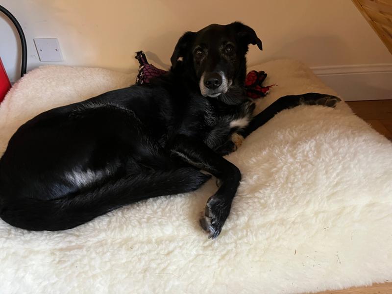 Luxury Wool Fleece Pet Bed-100 x 80cm - Large