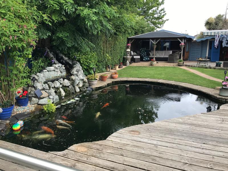 Help with my pond