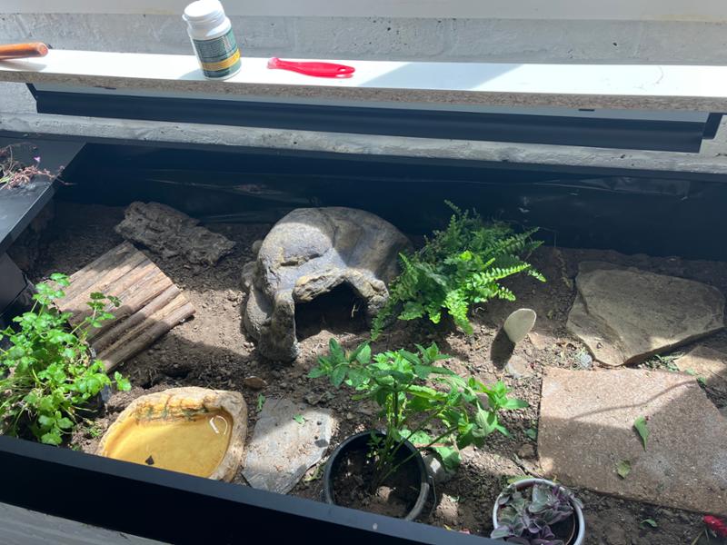 Tortise UV light