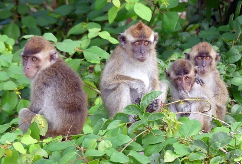 5862-Best of Borneo
