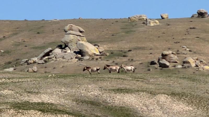 4364-Mongolian Adventure
