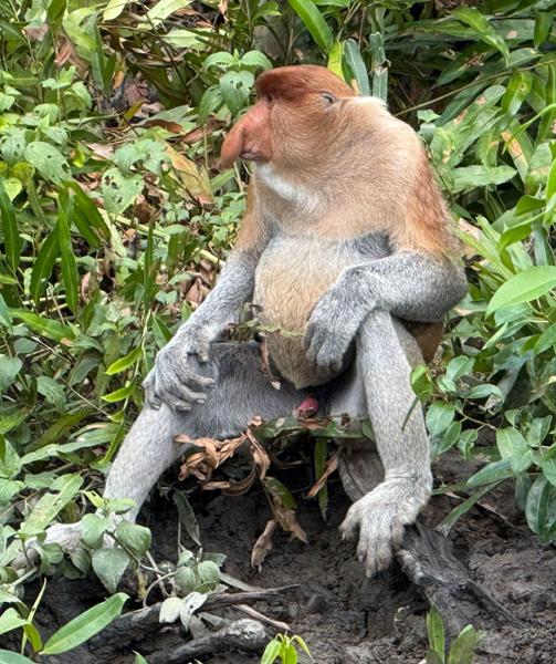 5862-Best of Borneo