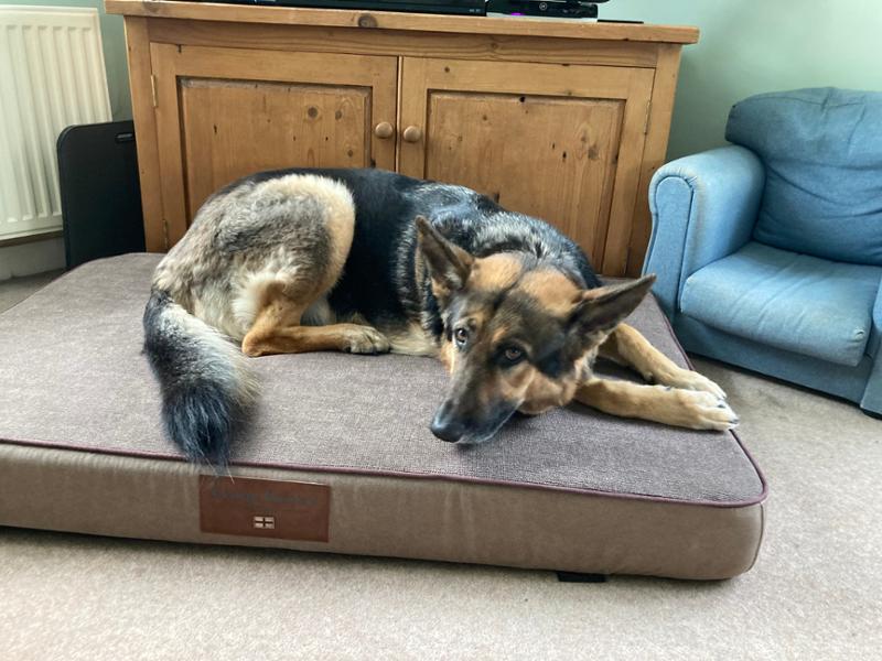Burley Dog Mattress - Toffee Fudge - XL- Bed with Orthopaedic - Blended Memory Foam Particles - George Barclay